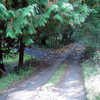 3731 Frigate Road - Driveway to building site