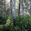 Saturna Island, Waterfront lot, Dockside Realty, Michael Vautour